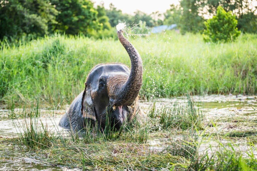 Program B elephant care experience at Love Elephant Sanctuary Bangkok