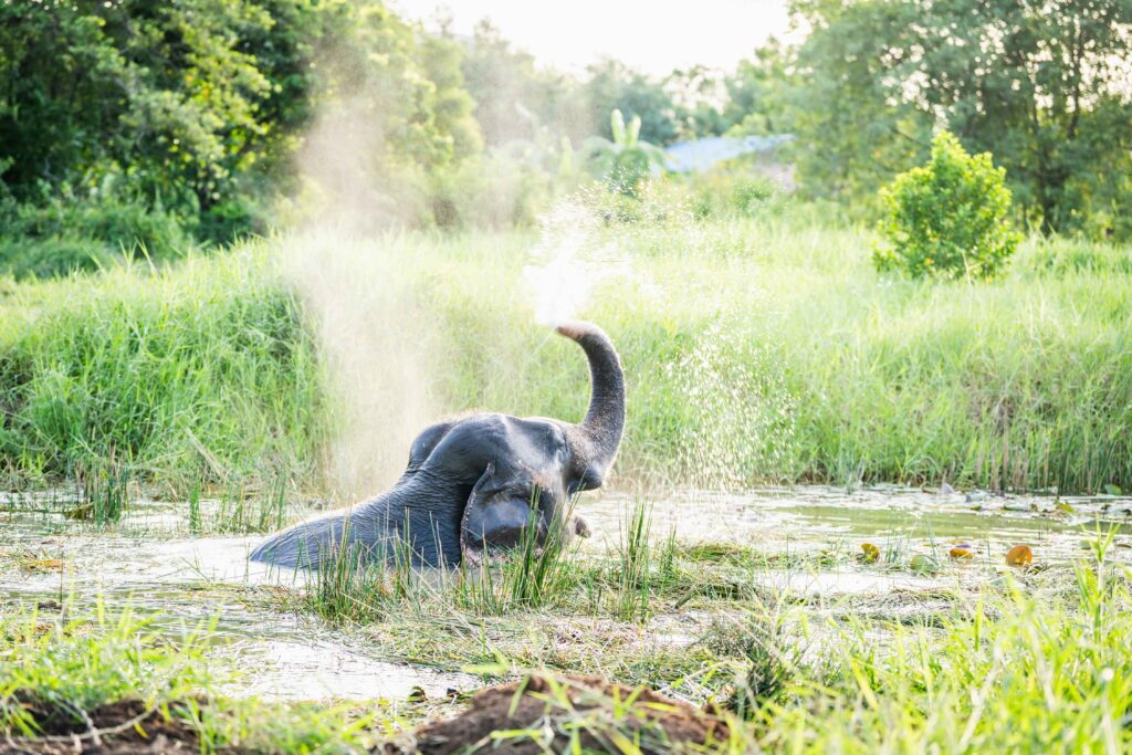 A rescued elephant in the water at Love Elephant Sanctuary Bangkok