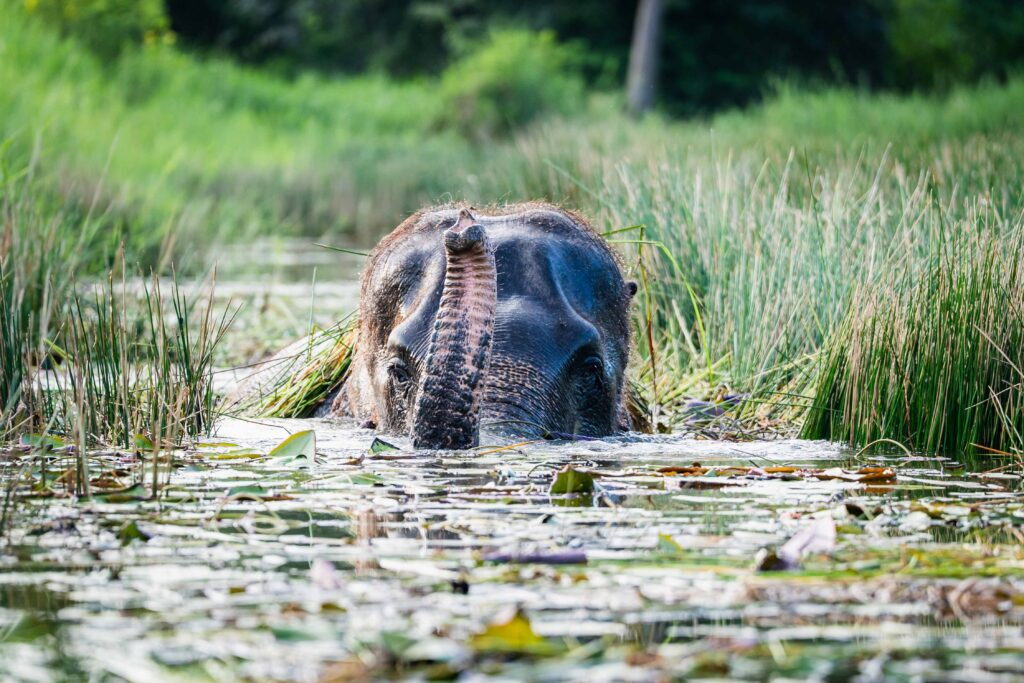Program A morning elephant encounter at Love Elephant Sanctuary Bangkok