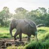 Elephant sanctuary Bangkok - two rescued elephants roaming free one hour from the city