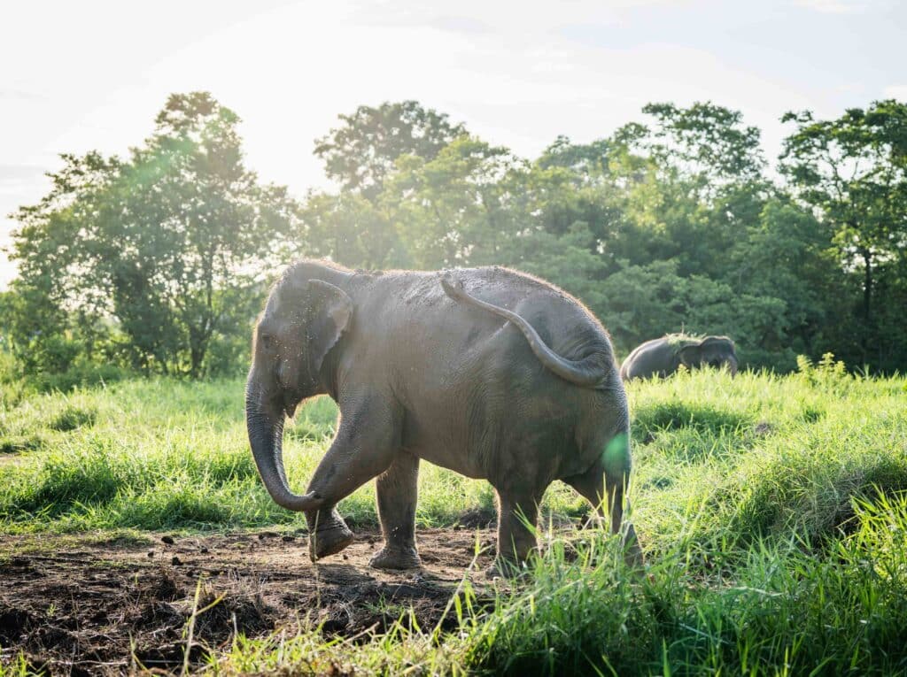 Elephant sanctuary Bangkok - two rescued elephants roaming free one hour from the city