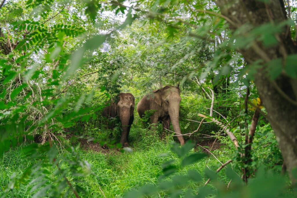Elephant at Love Elephant Sanctuary Bangkok