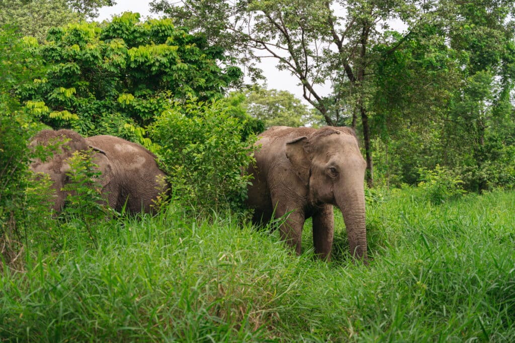 Elephant at Love Elephant Sanctuary in Nong Chok, Bangkok