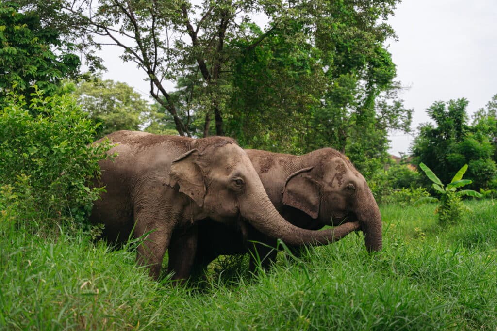 Rescued elephant at Love Elephant Sanctuary Bangkok