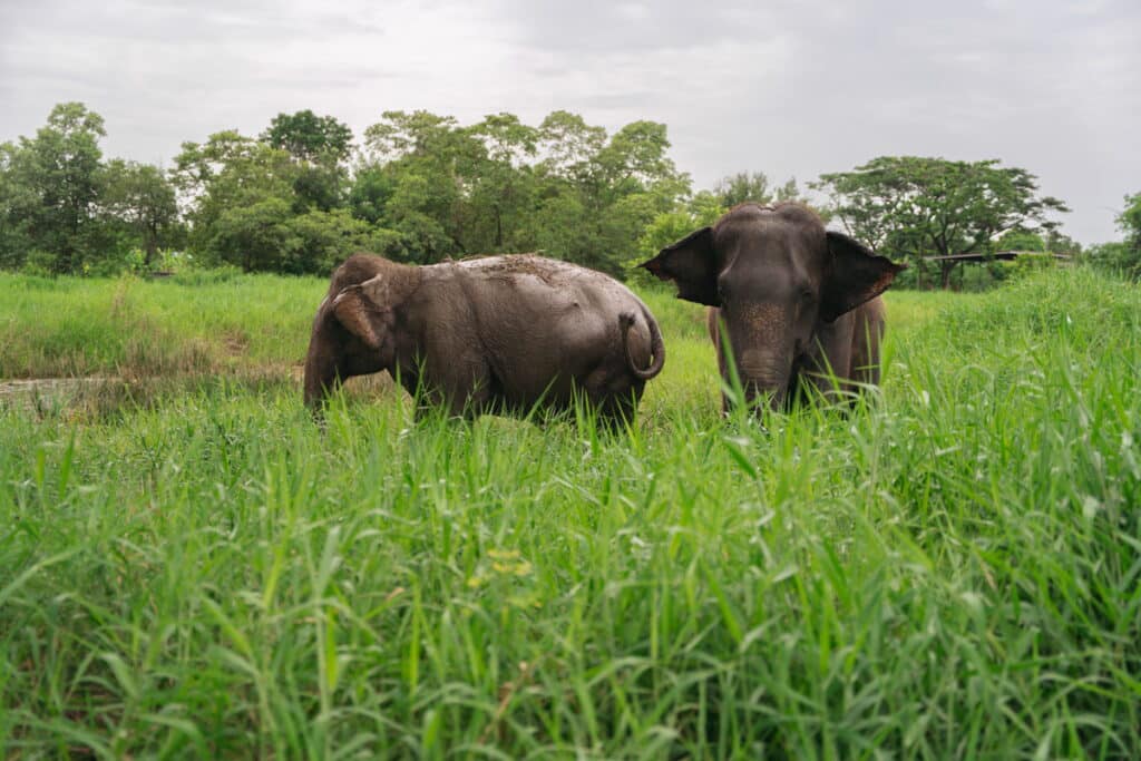 Rescued elephant at Love Elephant Sanctuary Bangkok visitor programs