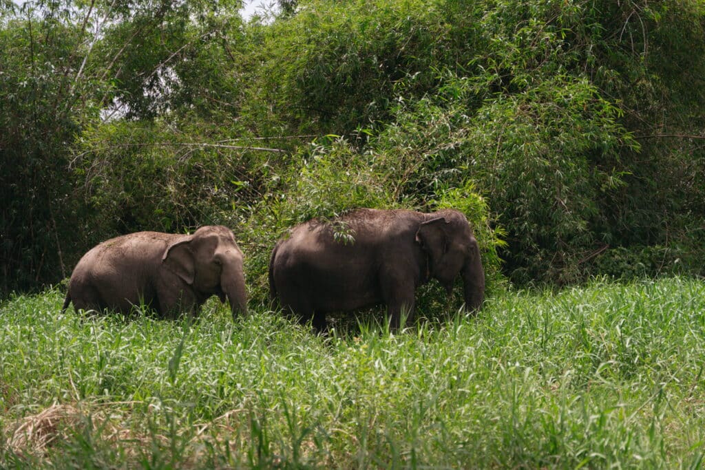 Elephant bathing in the water at Love Elephant Sanctuary Bangkok