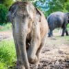 Rescued elephant in the early morning light at Love Elephant Sanctuary Bangkok