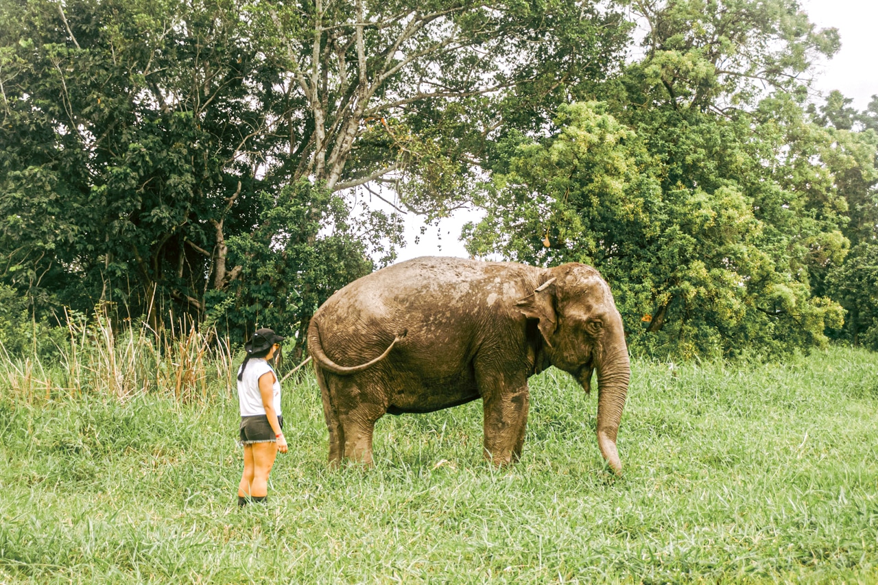 A visitor watching a rescued elephant graze at Love Elephant Sanctuary Bangkok