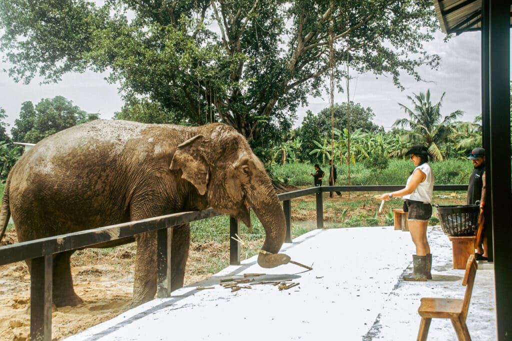 Guest feeding a rescued elephant at the feeding station, Love Elephant Sanctuary Bangkok