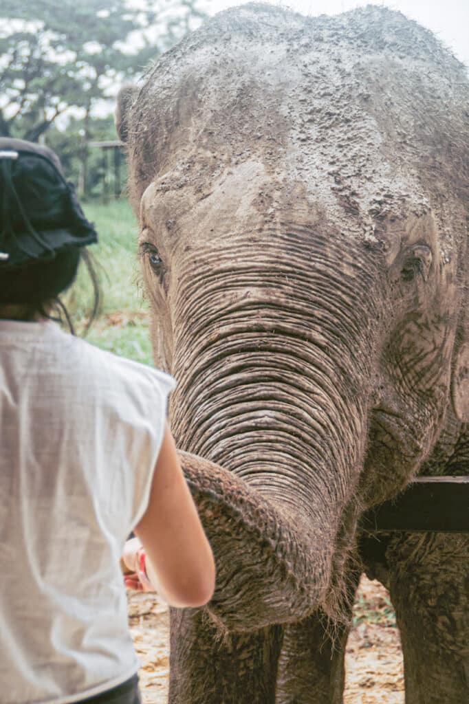 A rescued elephant reaching out its trunk to take food from a guest at Love Elephant Sanctuary Bangkok