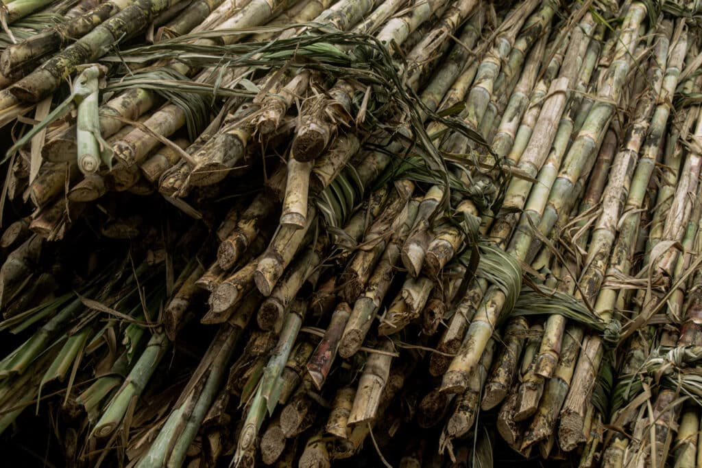 Fresh sugarcane cut and stacked as food for the elephants at Love Elephant Sanctuary Bangkok