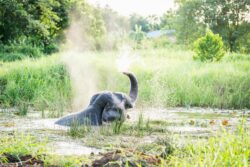 A rescued elephant in the water at Love Elephant Sanctuary Bangkok