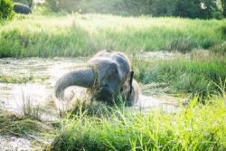 Rescued elephant beside the water at Love Elephant Sanctuary Bangkok