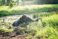 Elephant walking freely across the sanctuary grounds in Nong Chok, Bangkok