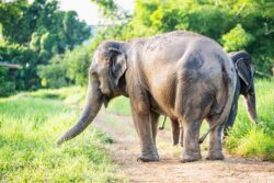 Elephant enjoying the shaded grounds of the sanctuary in Nong Chok