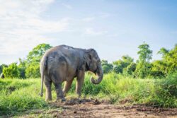 Rescued elephant among the greenery at Love Elephant Sanctuary Bangkok