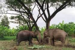 Rescued elephant at the sanctuary in Nong Chok, Bangkok