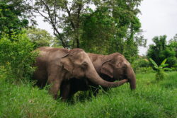 Rescued elephant at Love Elephant Sanctuary Bangkok