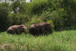 Elephant bathing in the water at Love Elephant Sanctuary Bangkok