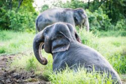 Rescued elephant at Love Elephant Sanctuary Bangkok