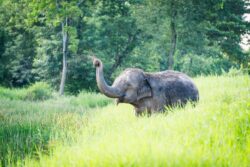 Elephants roaming the open grounds of Love Elephant Sanctuary in Nong Chok, Bangkok