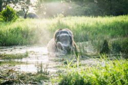 Rescued elephants in their natural habitat at the sanctuary in Nong Chok, Bangkok